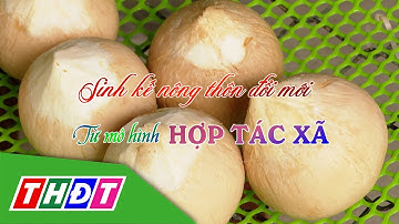 Sinh kế nông thôn đổi mới từ mô hình Hợp tác xã | Tái cơ cấu nông nghiệp - 23/11/2025 | THDT