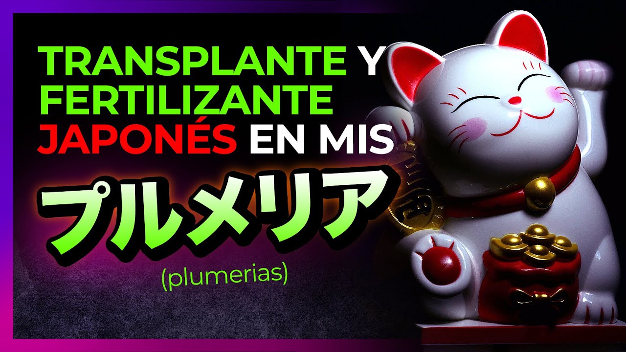 👋 TRANSPLANTA y FERTILIZA tus PLUMERIAS como en JAPÓN  🇯🇵 ㊙️  - (Edición 2024) #plumerias