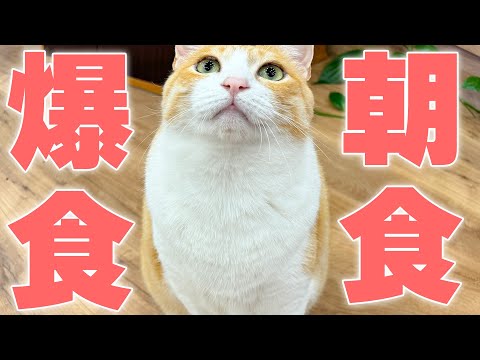 【🔴】早起きしたので猫たちに朝ごはんを詰め込む生放送‼️