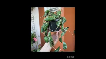 Hoya Imbricata # video# care# humidity# climbers # shingles # bloomer