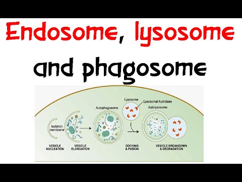 Endosome, Lysozome and phagosome