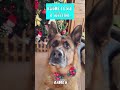 NATALE 2025 AIVCF #pets #doglife #petlover #love #puppy #petshop #shorts #short