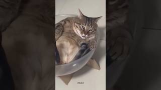 These Cats Are Going To Make Your Day 🐱