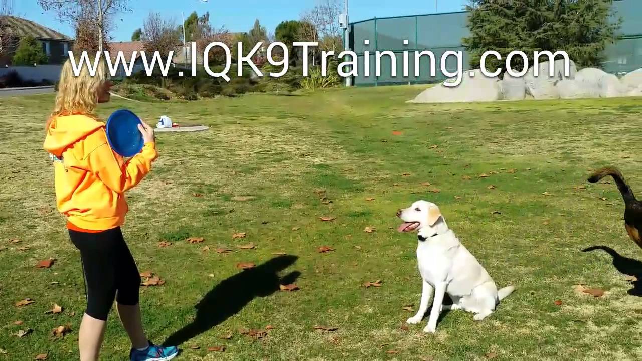 IQ K9 TRAINING | This Frisbee Dog is VERY creative, invents some cool moves! Encinitas Dog Training