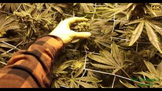 Gorilla Glue #4 Week 7 Flowering