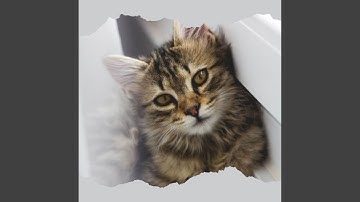 Exquisite Backdrops for Calm Kittens