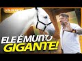 ANDALUZ, UM HOMEM MONTADO NESTE CAVALO VALE POR DEZ! | RICHARD RASMUSSEN