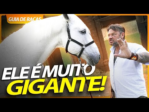 Vídeo: Cavalo anglo-normando