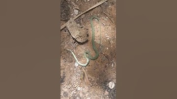 Rắn Lục Cườm ở hòn Mây Rút trong Phú Quốc !