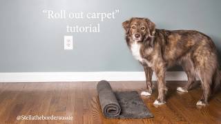 Trick tutorial - 'Roll out carpet' by Stella the Border Aussie 156 views 6 years ago 56 seconds