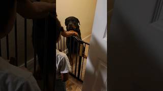 Rottweiler performs a trick #rottweiler #dogs #animal #tricks #plaidiss