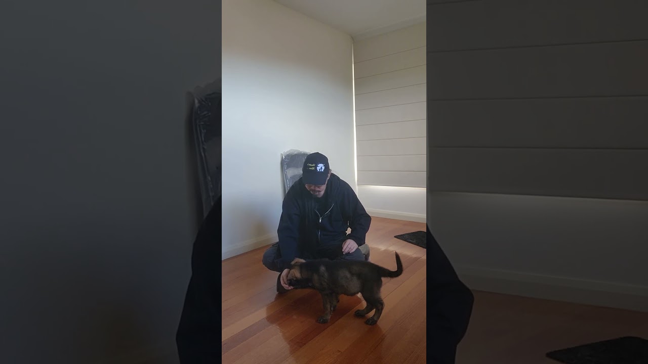 Training 8 week old Hera