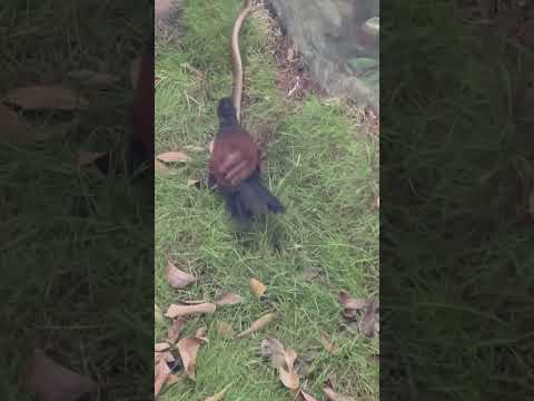 검은쥐뱀이 자신에게 알맞은 맹금류를 마주쳤을 때. #까망형 #snake #뉴질랜드