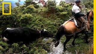 Perilous Ride to Herd Runaway Cattle | National Geographic