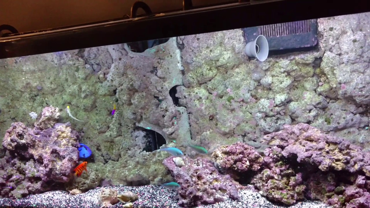 Fresh Look at 55 Gallon Saltwater Tank Setup For Heavy Stocking Or Reef
