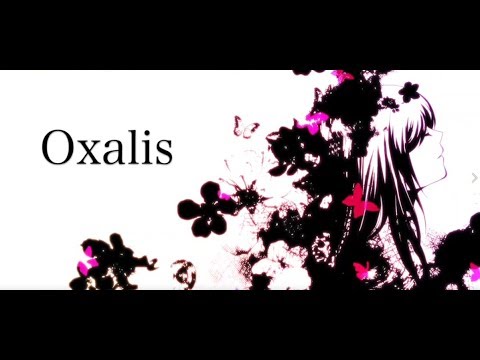 Vídeo: Oxalis Oxalis