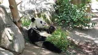 Download Lagu Visit To The Zoo MP3 Visit To The Zoo