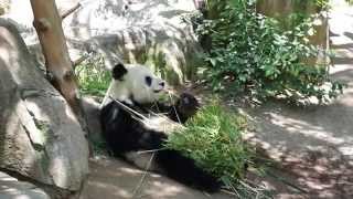 San Diego Zoo - VIP Tour - June 2015