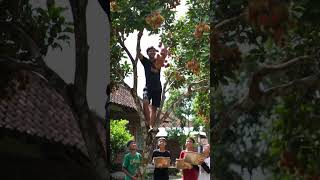 Download Lagu Panjat Pohon Rambutan Dipedesaan Yang Rindang #rambutan #shortvideo #desa #rindang #ai MP3