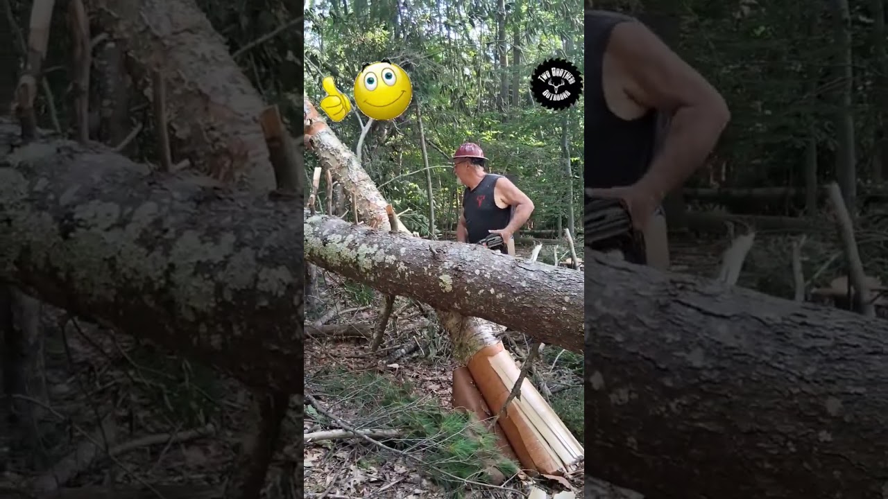 Tricky situation! #chainsaw #trees #lumberjack