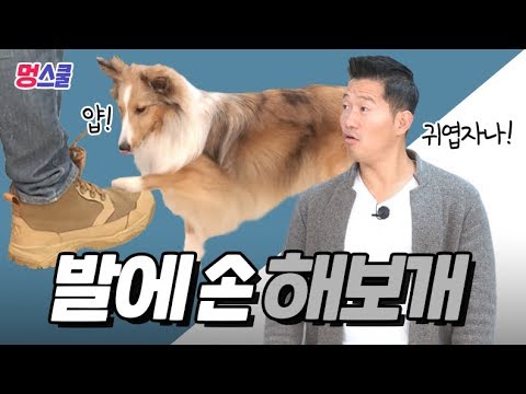 강아지 ‘발에 손’ 해보개｜강형욱의 멍스쿨