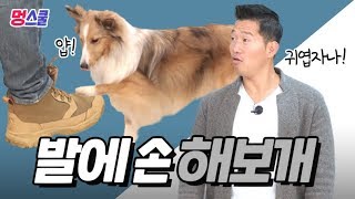 Put 'dog's hand on your feet' ｜ Mung school with a dog trainer Kang Hyung wook