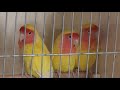Wystawa ptaków ozdobnych - Okiem Kamery