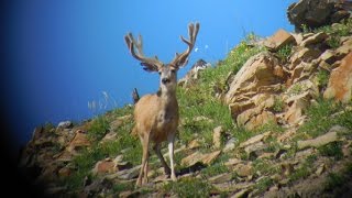 Finally, Some Big Ones - MonsterMuleys.com