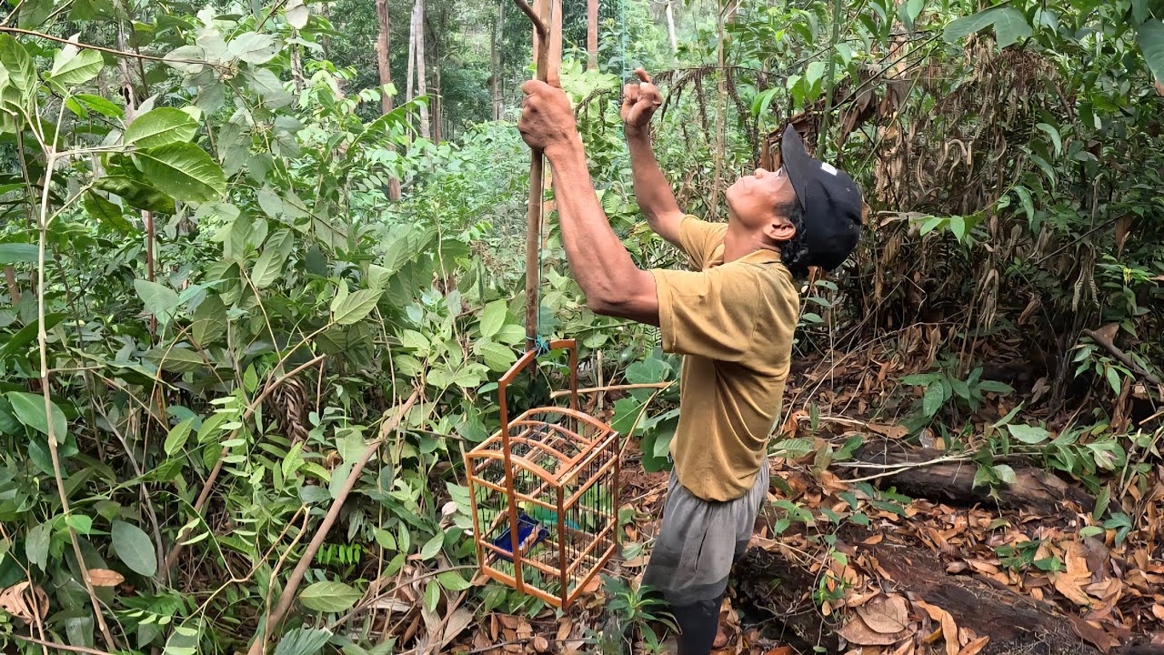 MICAT BIRDS CUCAK IJO FOREST EDGE HILL BARISAN