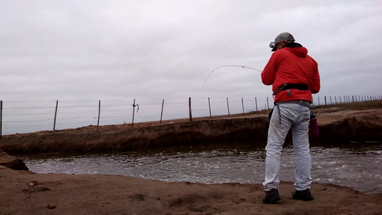 Dientudos y carpa con mosca invierno 2019,lambari e carpa no fly