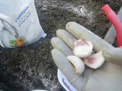 23 апреля,посадка ярового чеснока 23 апреля,посадка ярового чеснока