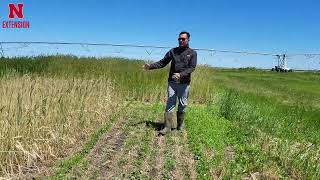 Cereal Rye Termination Timing | N Field Observations