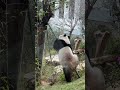 🐼Giant #panda Ke Dou: 💢Darn it, why can't I climb it!🌳