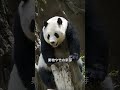 レッサーパンダとジャイアントパンダ名前の由来 #ゆっくり解説 #雑学 #パンダの名前由来