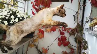 Devon Rex Cat : epic jump in slo-mo