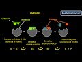 Enzimas: Estructura, Características y Funciones