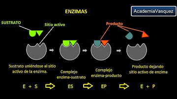 ¿Cómo influye la lactasa para que la reacción sea más rápida y qué tipo de enzima es?