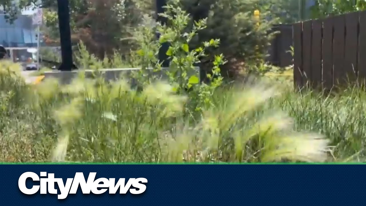 Calgary curbing the harmful effects of foxtail barley