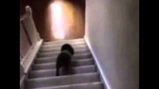 dog falling down stairs
