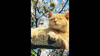 #Gatto Che Annusa La #Primavera #Cats #Catlover