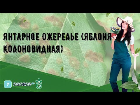 Янтарное Ожерелье (яблоня колоновидная)