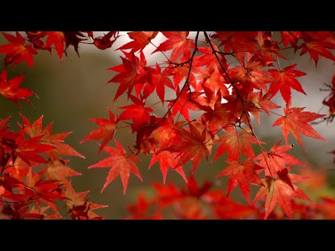 Video: 5 colores principales del otoño