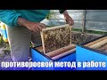 Американский метод пчеловодства Демари через месяц применения. Противороевой метод