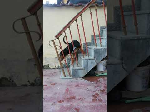 Трицветен кьосе барак