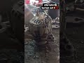 Alternator burned out #automobile #mechanic #alternator #shortfeed