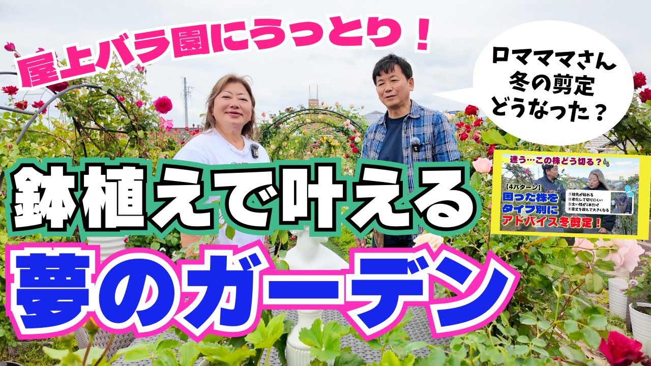 べランダでも大丈夫　鉢植えで叶える夢のロマママさんバラガーデン!!春～夏越しポイント