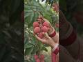 🍒 Fresh Lychee Harvest | Organic Farming #shorts #harvest #organic #farming #satisfying