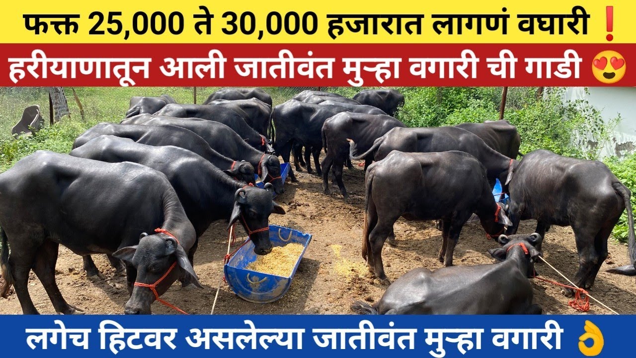 लगेच हिटवर असलेल्या जातीवंत मुऱ्हा वगारी👌फक्त 25,000 ते 30,000 हजारात लागणं वघारी 😍 buffalo for sale