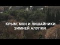 Крым зимой. Мхи и лишайники Алупки