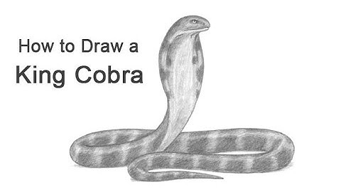 How to Draw a Snake (King Cobra)